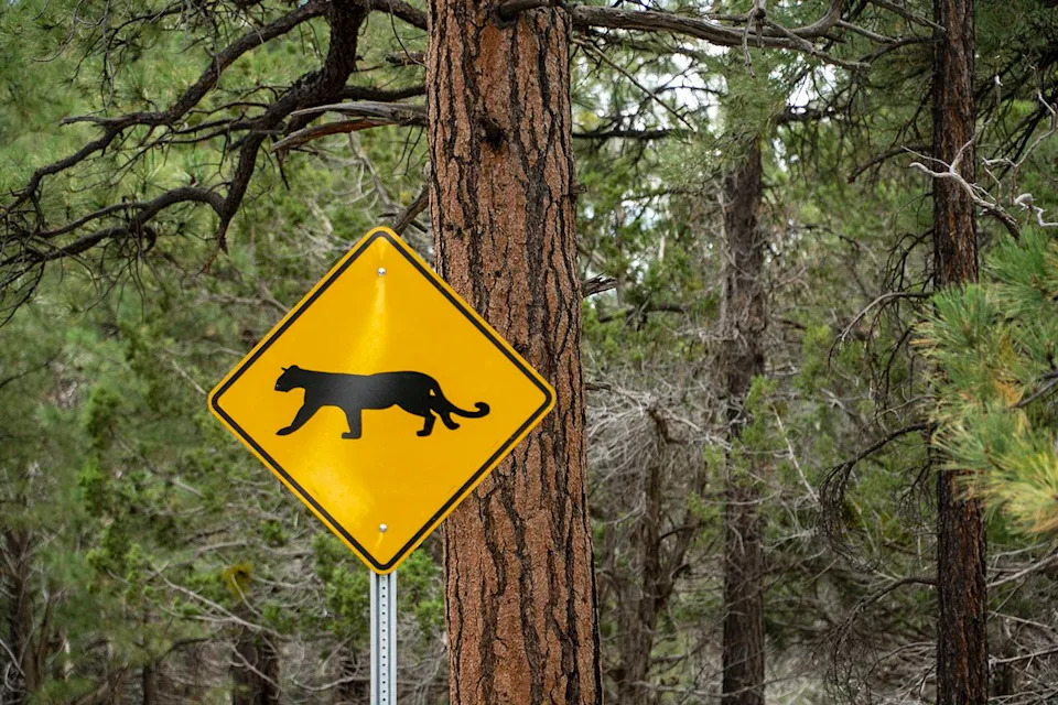 Woman Killed in Suspected Mountain Lion Attack During Solo New Year’s Hike in Colorado