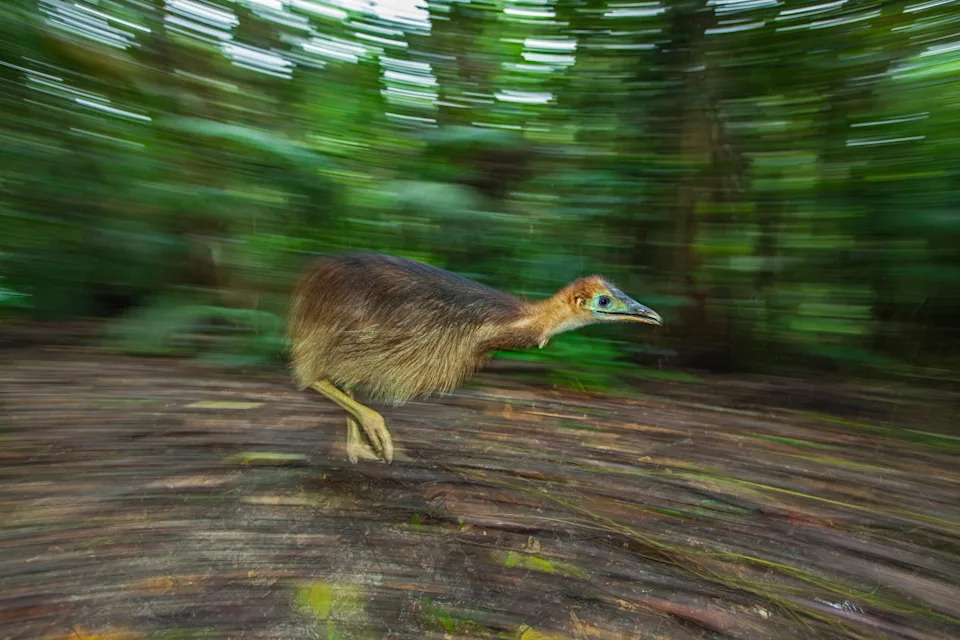 Are Cassowaries Really the World’s Most Dangerous Bird? Separating Fact from Fear