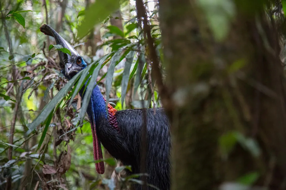 Are Cassowaries Really the World’s Most Dangerous Bird? Separating Fact from Fear
