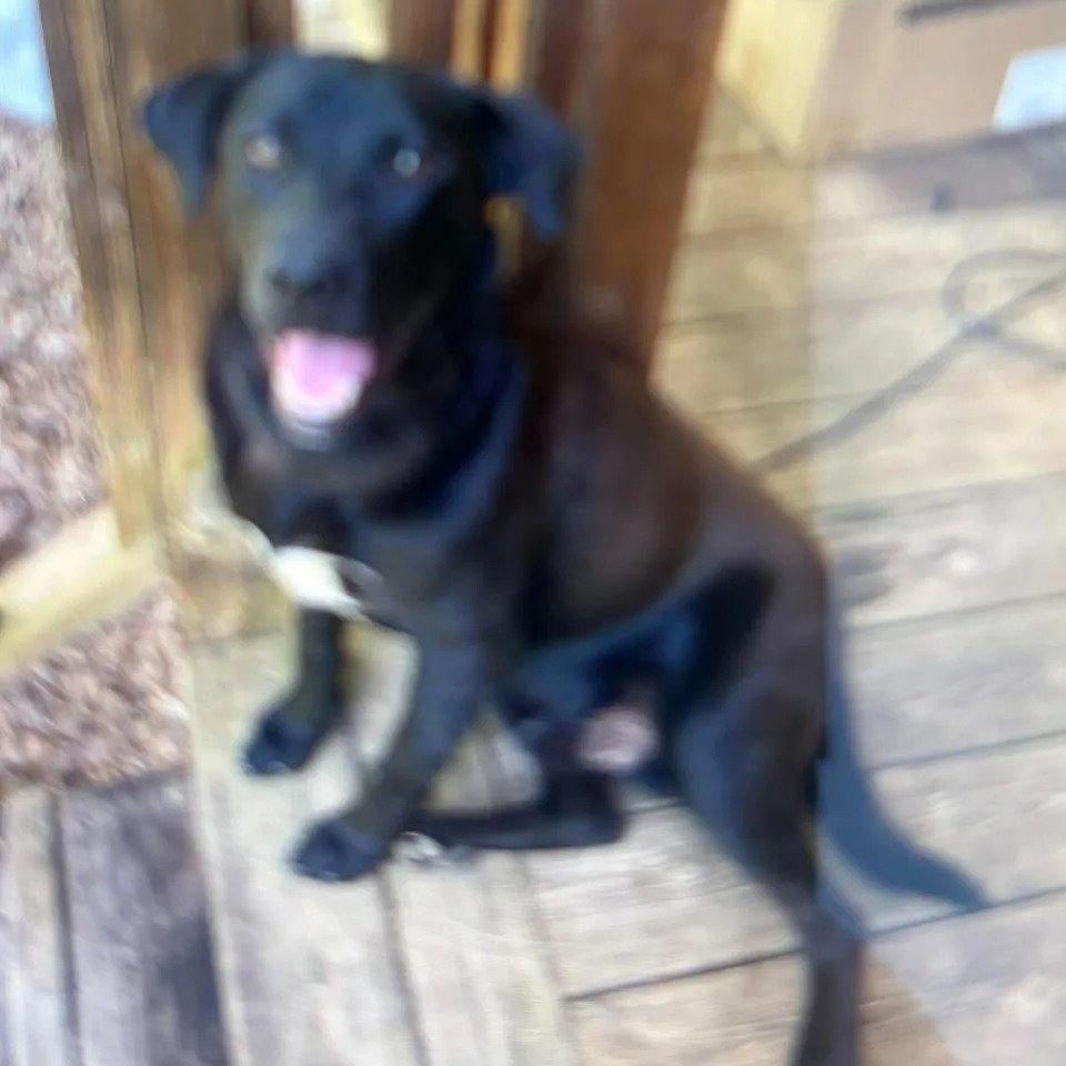 4-Year-Old Johnathan Boley Missing Near Jasper, Alabama; Father Arrested On Unrelated Charge After Devices Found