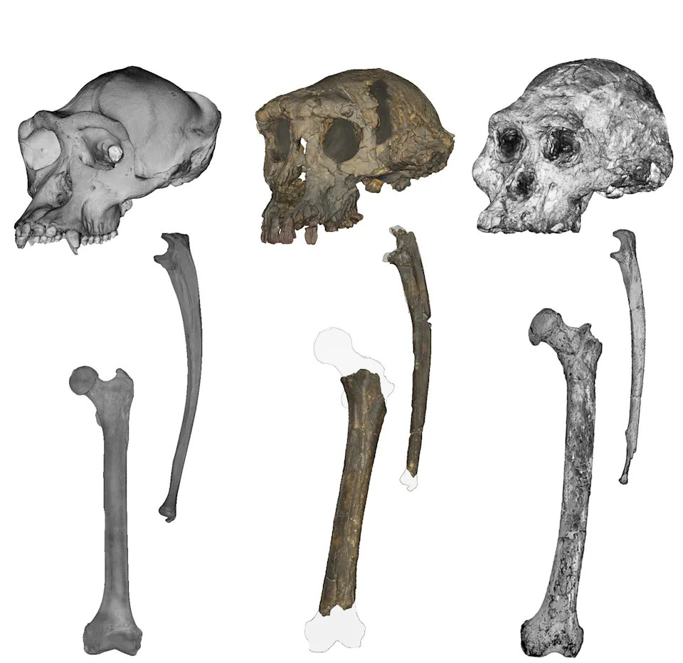 Seven-Million-Year-Old Ape May Be Earliest Bipedal Ancestor, Study Suggests