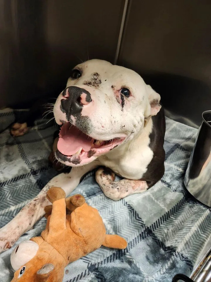 St. Louis Rescue Cares For Wallace — Stray Dog Shot Four Times Now Recovering