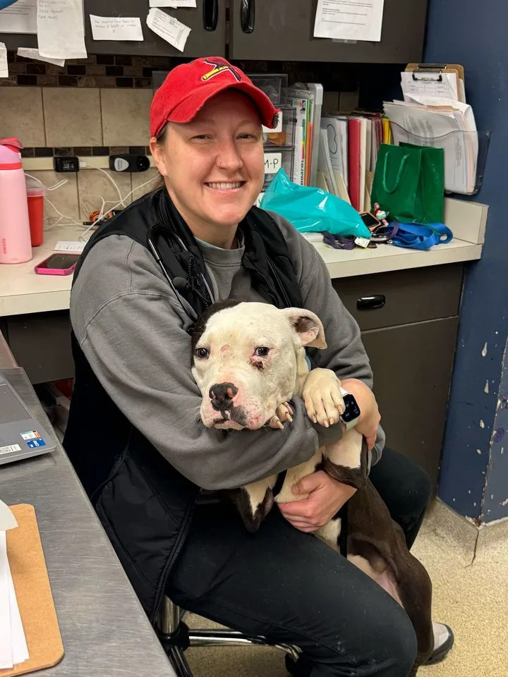 St. Louis Rescue Cares For Wallace — Stray Dog Shot Four Times Now Recovering