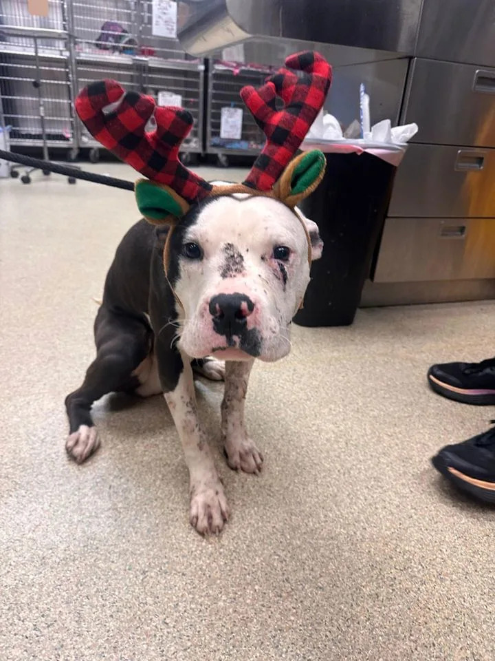 St. Louis Rescue Cares For Wallace — Stray Dog Shot Four Times Now Recovering