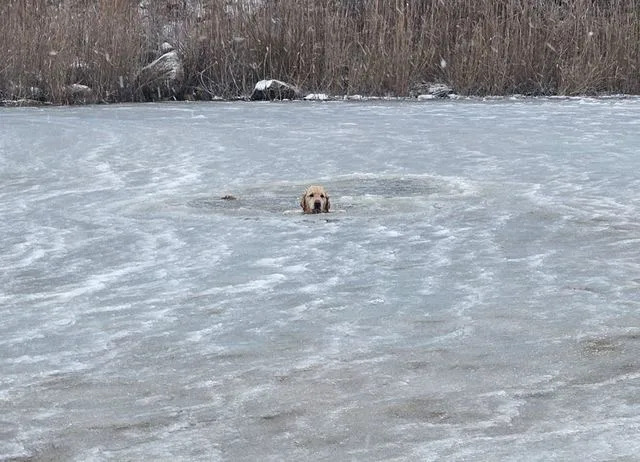 Rhode Island Firefighters Brave Icy Waters to Rescue Dog Who Fell Through Pond Ice