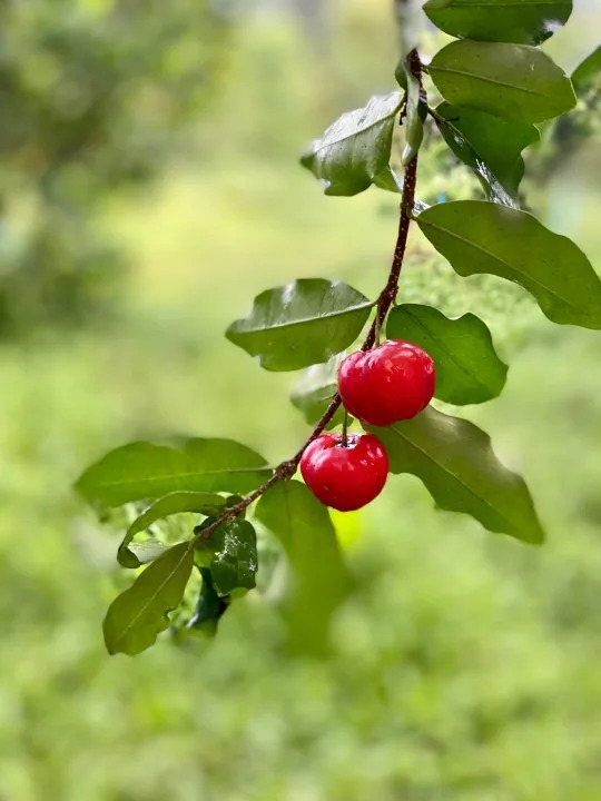Acerola, the 'Superfruit,' Could Become Florida's Next Cash Crop — Trials Underway