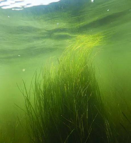 Why Chesapeake Bay Looks Murkier But Plants Are Seeing More Light