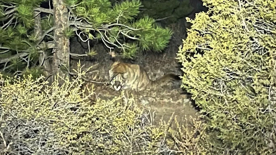 Runner Says He Fended Off Mountain Lion With Stick Weeks Before Fatal Attack On Same Colorado Trail
