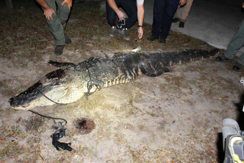 New FWC Report: Husband Saw Wife’s Torso in Alligator’s Jaws After Canoe Strike Near Tiger Creek
