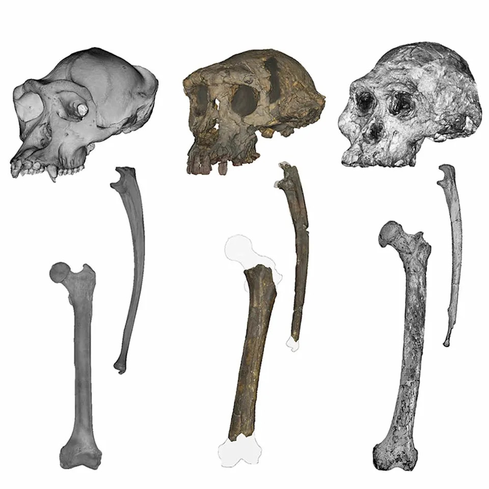 New Limb-Bone Evidence Suggests 7-Million-Year-Old Ape Walked Upright