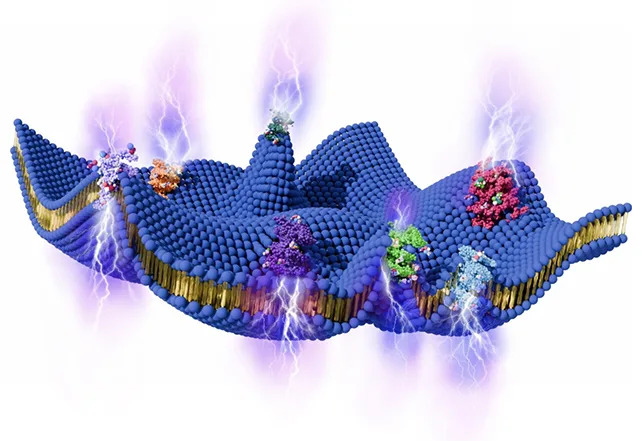 Hidden Electrical Ripples in Cell Membranes Could Power Biological Signals — Theoretical Study