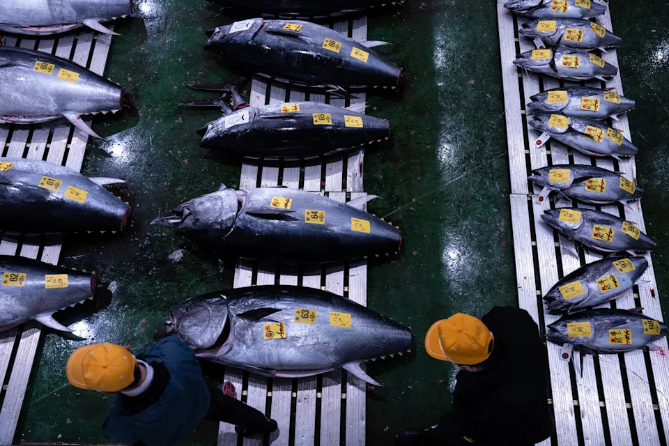 Record-Breaking 243-kg Bluefin Tuna Sells for 510 Million Yen ($3.2M) at Tokyo's First 2026 Auction