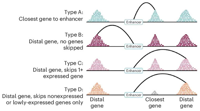 Junk DNA May Contain 'Switches' That Let Alzheimer's Take Hold — UNSW Identifies ~150 Astrocyte Enhancers