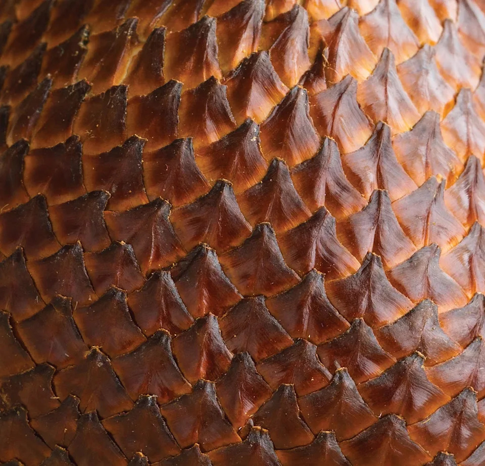 Why Life Repeats Geometric Tile Patterns: From Mirror Spiders to Shark Cartilage