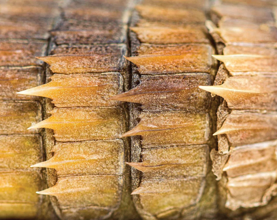 Why Life Repeats Geometric Tile Patterns: From Mirror Spiders to Shark Cartilage