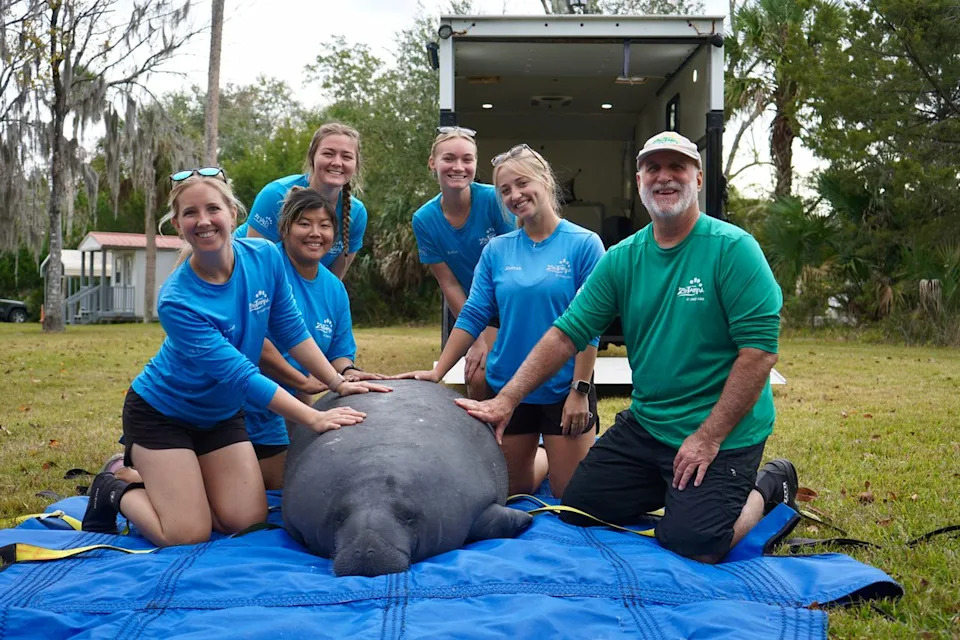 ZooTampa Sets Record: 26 Rehabilitated Manatees Released Into Florida Waters in 2025