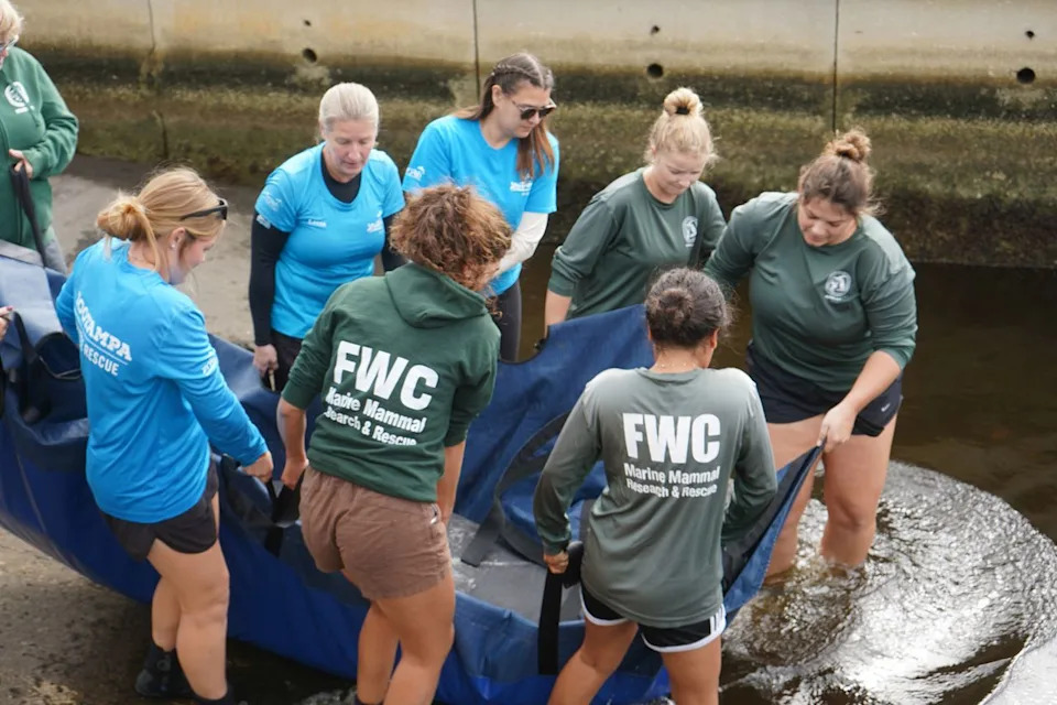 ZooTampa Sets Record: 26 Rehabilitated Manatees Released Into Florida Waters in 2025