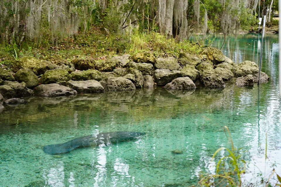 ZooTampa Sets Record: 26 Rehabilitated Manatees Released Into Florida Waters in 2025