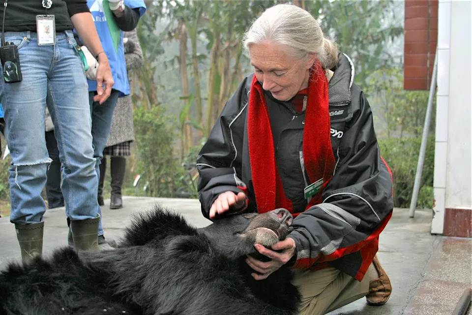 Jane Goodall Became Guardian Of 'Robinson,' A Moon Bear Rescued From Vietnam's Bile Farms