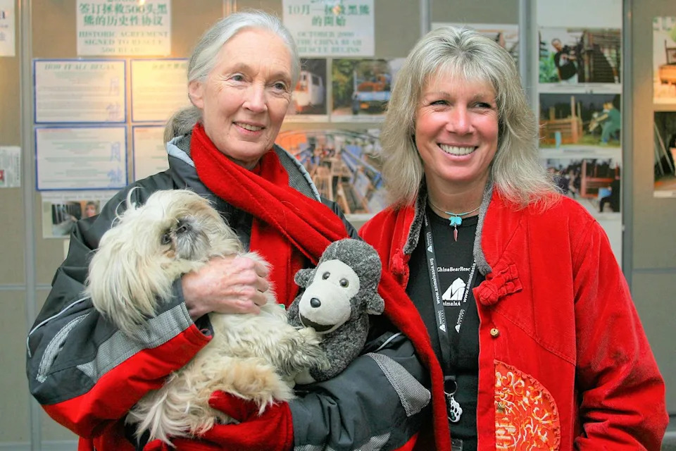Jane Goodall Became Guardian Of 'Robinson,' A Moon Bear Rescued From Vietnam's Bile Farms