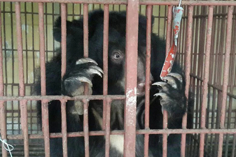Jane Goodall Became Guardian Of 'Robinson,' A Moon Bear Rescued From Vietnam's Bile Farms