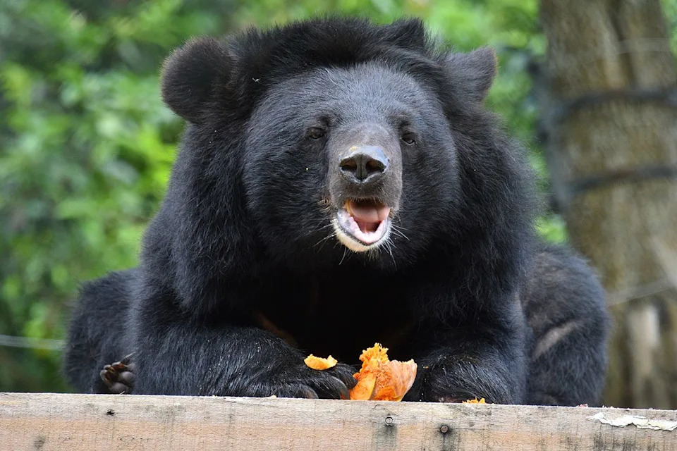 Jane Goodall Became Guardian Of 'Robinson,' A Moon Bear Rescued From Vietnam's Bile Farms