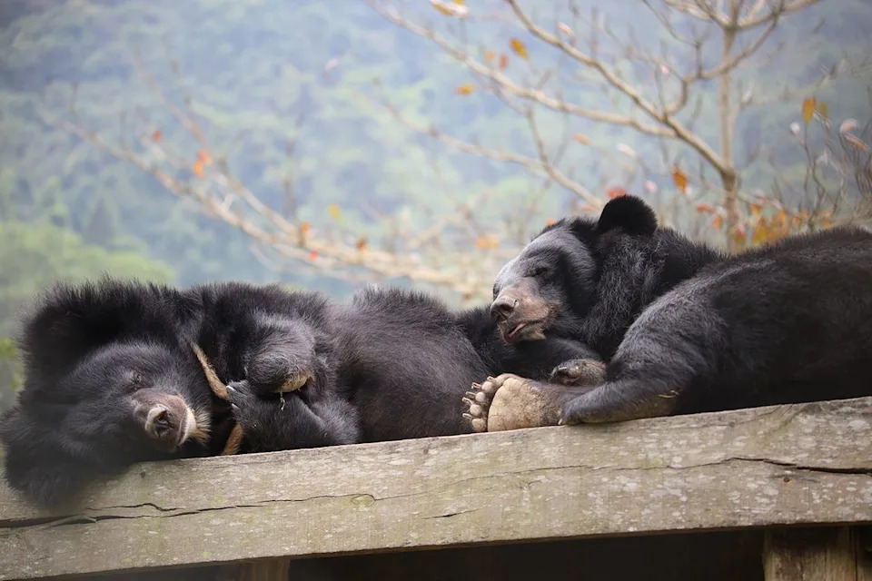 Jane Goodall Became Guardian Of 'Robinson,' A Moon Bear Rescued From Vietnam's Bile Farms