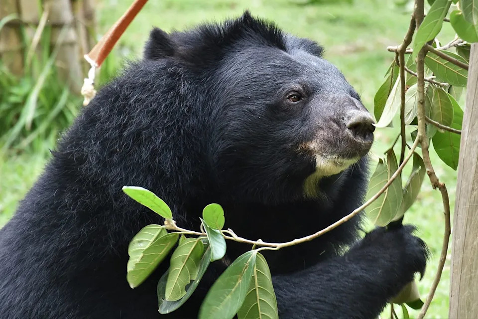 Jane Goodall Became Guardian Of 'Robinson,' A Moon Bear Rescued From Vietnam's Bile Farms