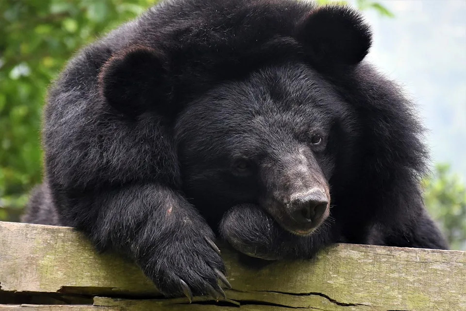 Jane Goodall Became Guardian Of 'Robinson,' A Moon Bear Rescued From Vietnam's Bile Farms