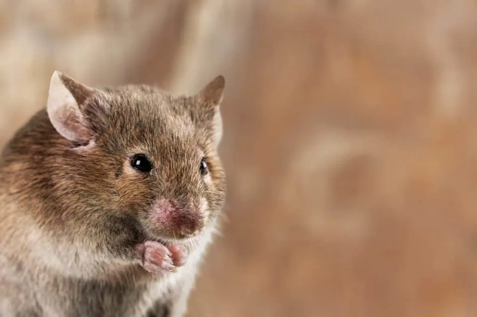 Bees Don’t Just Sting — How Honeybee Hives Mummify Mouse Intruders