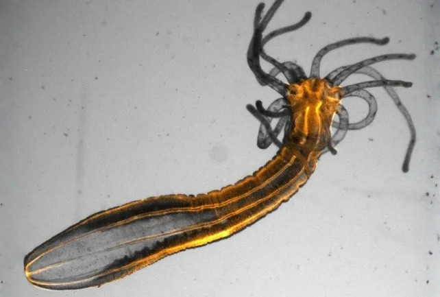 Jellyfish Sleep Like Humans — Study Suggests Sleep Evolved Nearly a Billion Years Ago