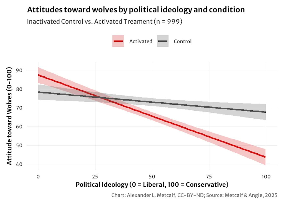 Most Americans Like Wolves — Political Reminders Polarize Opinions, Study Finds