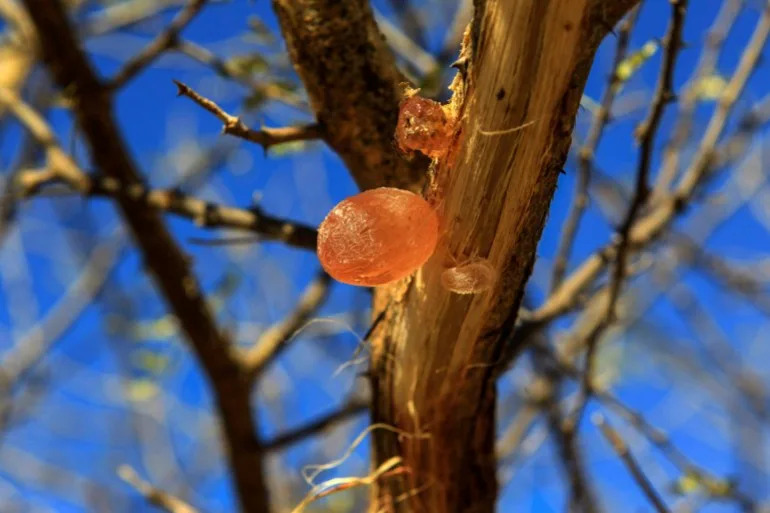 How Gum Arabic Is Fueling Sudan’s War: The Hidden Commodity Powering the RSF