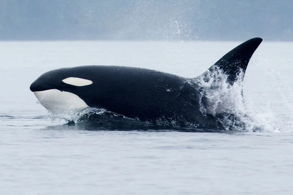 Rare 'Beach Rubbing': Northern Resident Orcas Rub Bellies on British Columbia Pebble Beaches