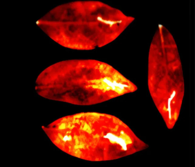 Living Tissues Emit a Faint Visible Glow That Fades at Death, Study Finds