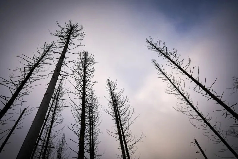 How Bark Beetles Turn Spruce Defences Against Them — And How a Fungus Might Stop Them