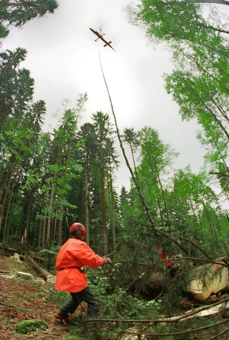 How Bark Beetles Turn Spruce Defences Against Them — And How a Fungus Might Stop Them