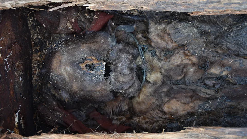 DNA Study Finds Long-Term Yakut Genetic Continuity — 18th‑Century Female Shaman Had Closely Related Parents