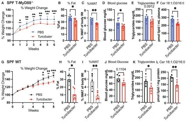 Single Gut Bacterium, Turicibacter, Blunts Weight Gain in Mice on High‑Fat Diet — A Step Toward Microbe-Based Therapies