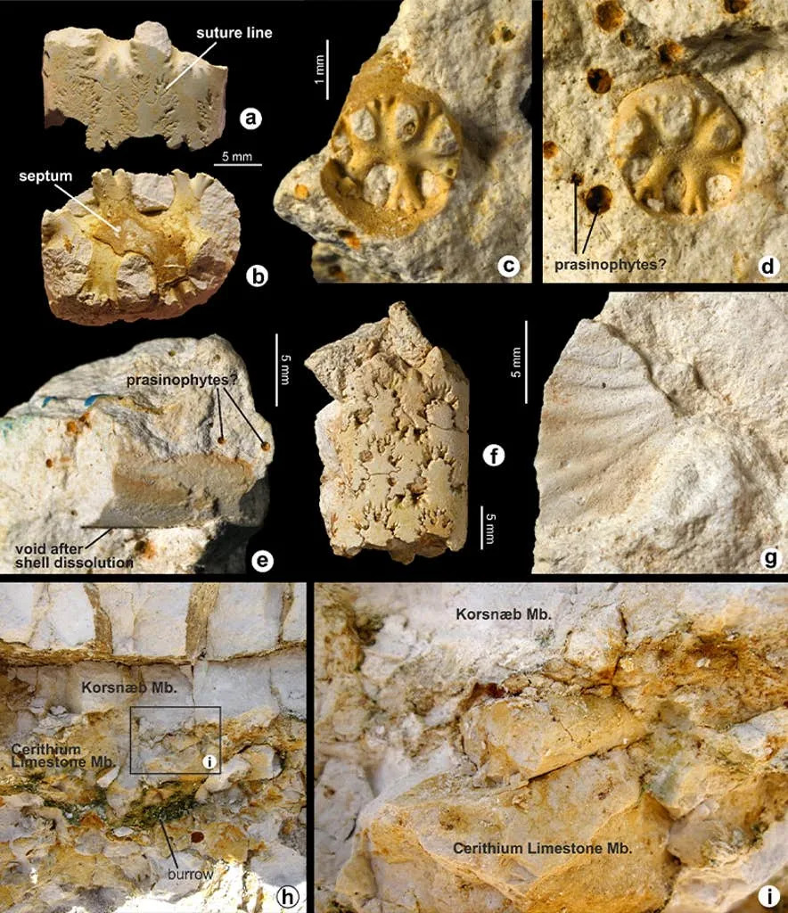 Spiral-Shelled Ammonites May Have Survived the Asteroid That Killed the Dinosaurs