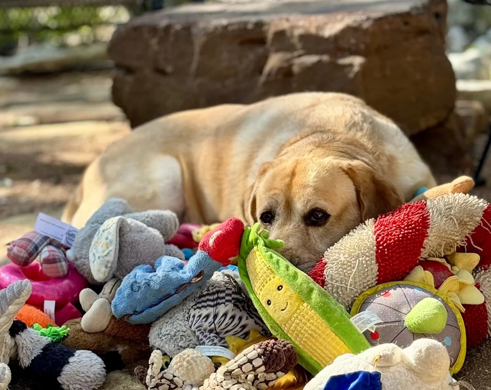Gifted Dogs Can Learn New Toy Names Just By Overhearing Their Owners