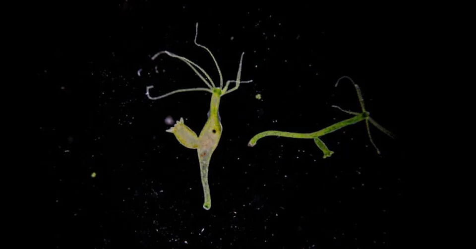 These 12 Creatures Are So Strange They Seem Made Up — Nature’s Wildest Adaptations