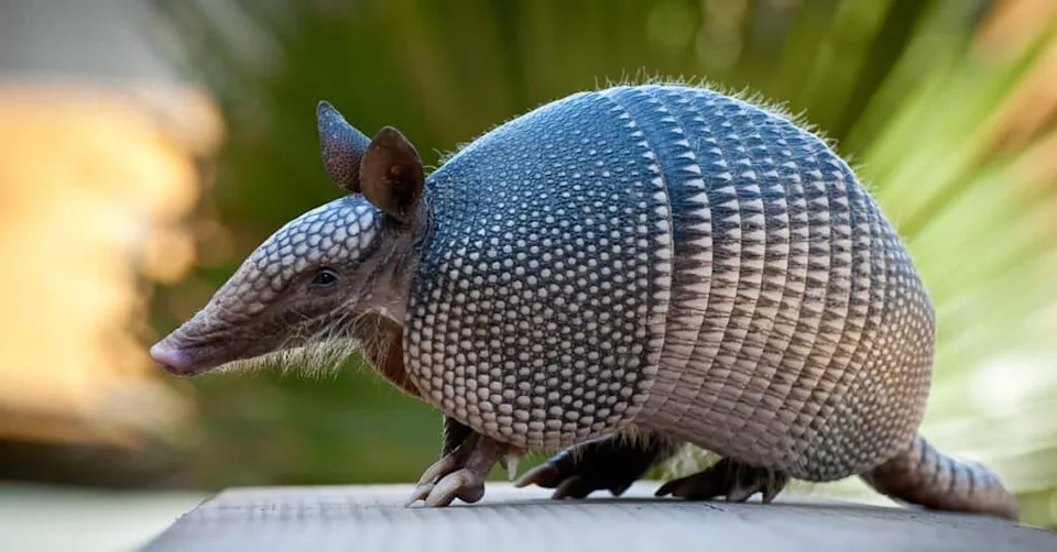 These 12 Creatures Are So Strange They Seem Made Up — Nature’s Wildest Adaptations