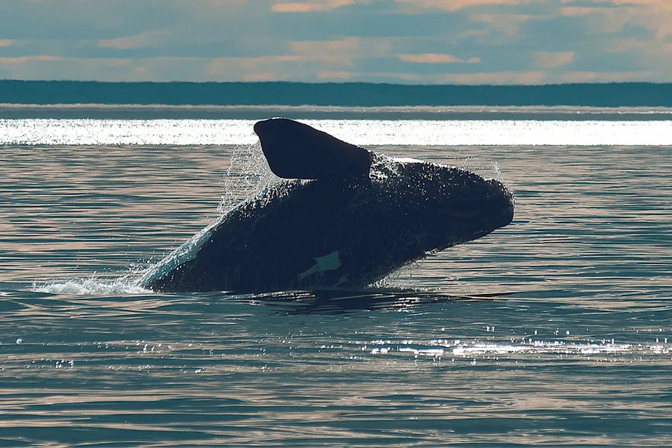 North Atlantic Right Whales See Encouraging Calving Season — But Far More Babies Are Needed to Recover