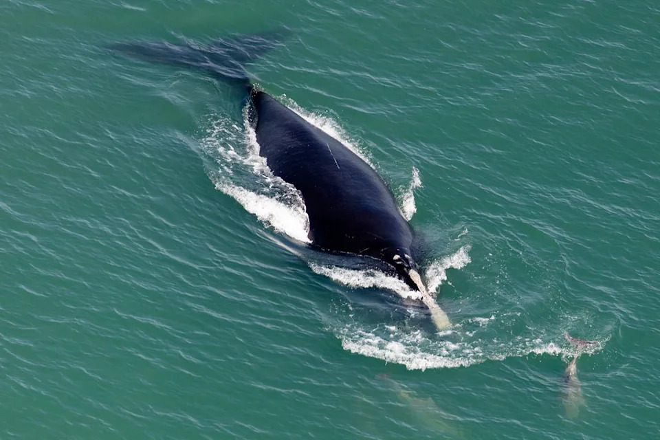 North Atlantic Right Whales See Encouraging Calving Season — But Far More Babies Are Needed to Recover