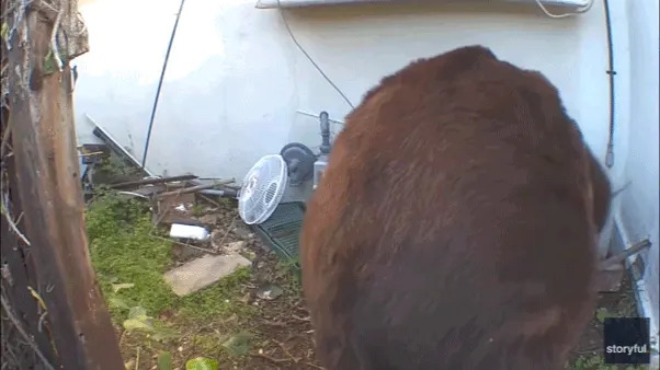 550‑Pound Bear Evicted From Altadena Home After Unusual Paintball Tactic Ends Monthlong Ordeal