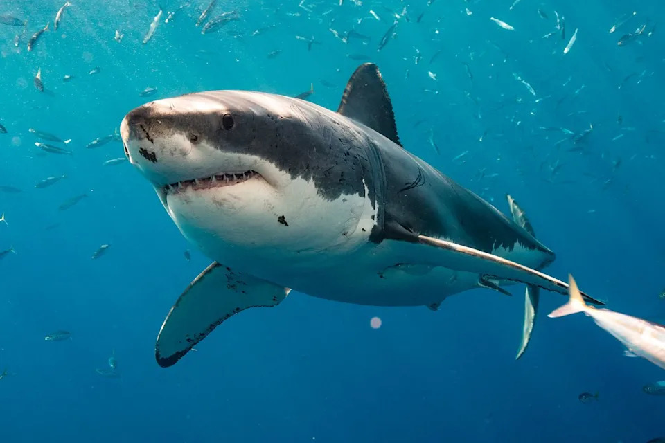 56-Year-Old Minnesota Woman Dies After Suspected Shark Attack Off St. Croix