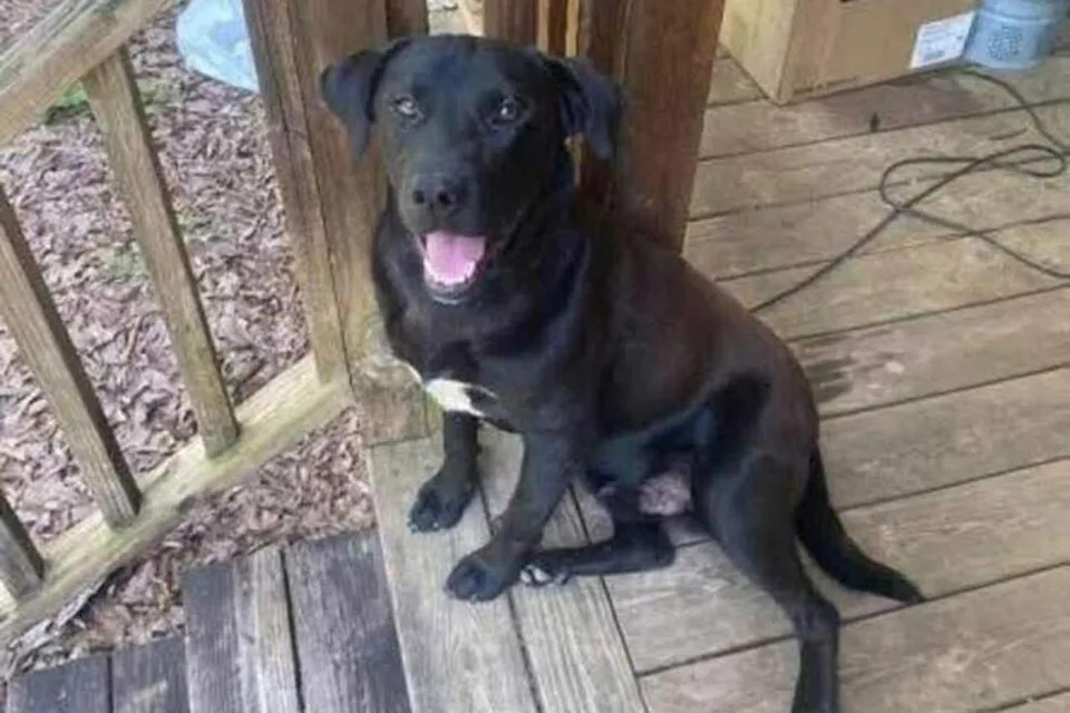 Preliminary Autopsy: 4-Year-Old Found in Alabama Creek Likely Died of Hypothermia