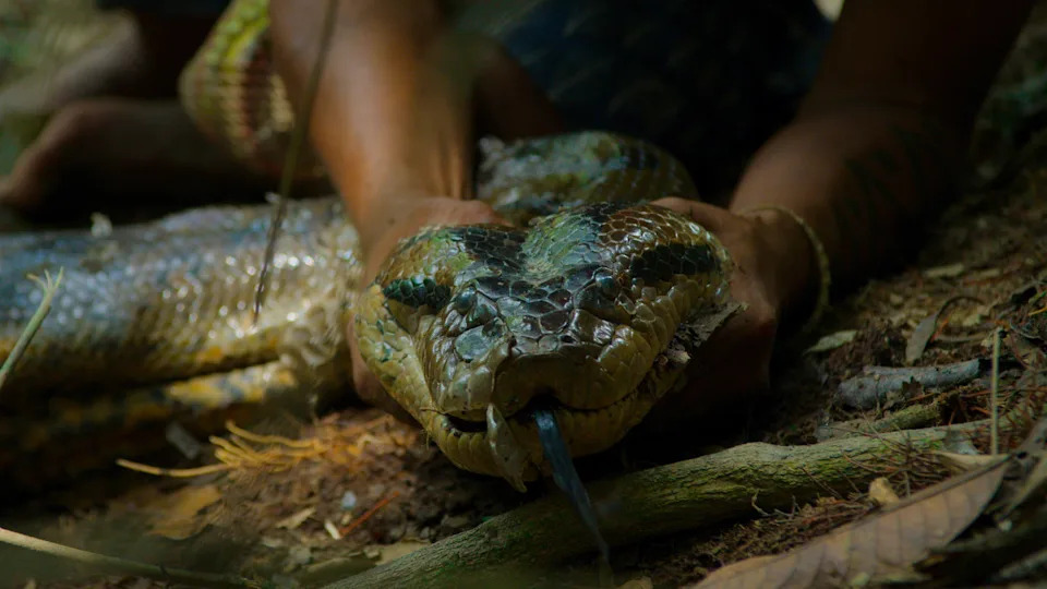 Never-Before-Seen Footage Shows Giant Anaconda Discovery in Ecuador — Genetics Reveal New Species