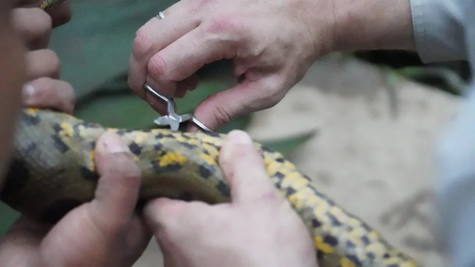Never-Before-Seen Footage Shows Giant Anaconda Discovery in Ecuador — Genetics Reveal New Species